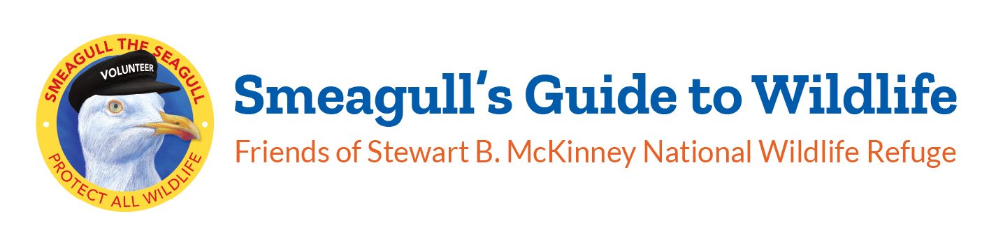 Smeagull the Seagull
